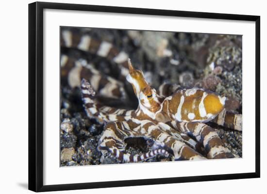 A Wonderpus Octopus in Lembeh Strait, Indonesia-Stocktrek Images-Framed Photographic Print