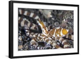 A Wonderpus Octopus in Lembeh Strait, Indonesia-Stocktrek Images-Framed Photographic Print