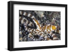 A Wonderpus Octopus in Lembeh Strait, Indonesia-Stocktrek Images-Framed Photographic Print