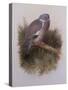 A Wood Pigeon or Ring Dove-Archibald Thorburn-Stretched Canvas