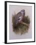 A Wood Pigeon or Ring Dove-Archibald Thorburn-Framed Giclee Print