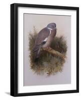 A Wood Pigeon or Ring Dove-Archibald Thorburn-Framed Giclee Print