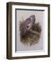 A Wood Pigeon or Ring Dove-Archibald Thorburn-Framed Giclee Print