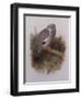 A Wood Pigeon or Ring Dove-Archibald Thorburn-Framed Giclee Print