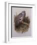 A Wood Pigeon or Ring Dove-Archibald Thorburn-Framed Giclee Print