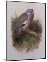 A Wood Pigeon or Ring Dove-Archibald Thorburn-Mounted Giclee Print