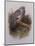 A Wood Pigeon or Ring Dove-Archibald Thorburn-Mounted Giclee Print