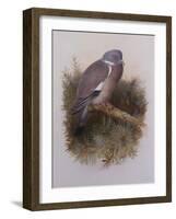 A Wood Pigeon or Ring Dove-Archibald Thorburn-Framed Giclee Print