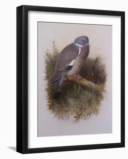A Wood Pigeon or Ring Dove-Archibald Thorburn-Framed Giclee Print