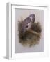 A Wood Pigeon or Ring Dove-Archibald Thorburn-Framed Giclee Print