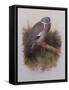 A Wood Pigeon or Ring Dove-Archibald Thorburn-Framed Stretched Canvas
