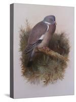 A Wood Pigeon or Ring Dove-Archibald Thorburn-Stretched Canvas