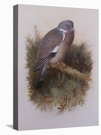 A Wood Pigeon or Ring Dove-Archibald Thorburn-Stretched Canvas