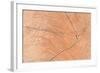 A Wood Texture for Pattern and Background-joytasa-Framed Photographic Print