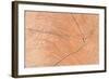 A Wood Texture for Pattern and Background-joytasa-Framed Photographic Print