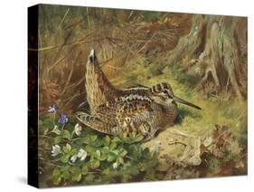 A Woodcock and Chicks, 1933-Archibald Thorburn-Stretched Canvas