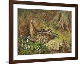 A Woodcock and Chicks, 1933-Archibald Thorburn-Framed Giclee Print