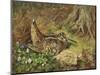 A Woodcock and Chicks-Archibald Thorburn-Mounted Giclee Print