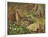 A Woodcock and Chicks-Archibald Thorburn-Framed Giclee Print