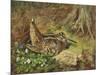 A Woodcock and Chicks-Archibald Thorburn-Mounted Giclee Print