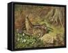 A Woodcock and Chicks-Archibald Thorburn-Framed Stretched Canvas