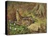 A Woodcock and Chicks-Archibald Thorburn-Stretched Canvas