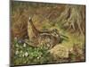 A Woodcock and Chicks-Archibald Thorburn-Mounted Premium Giclee Print