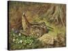 A Woodcock and Chicks-Archibald Thorburn-Stretched Canvas