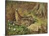 A Woodcock and Chicks-Archibald Thorburn-Stretched Canvas