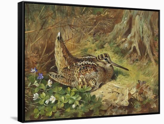 A Woodcock and Chicks-Archibald Thorburn-Framed Stretched Canvas