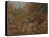 A Woodcock Nesting in Autumn Leaves-Archibald Thorburn-Stretched Canvas