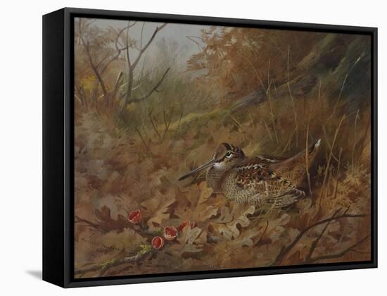 A Woodcock Nesting in Autumn Leaves-Archibald Thorburn-Framed Stretched Canvas