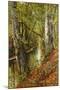 A Wooded River Landscape, 1893-Peder Mork Monsted-Mounted Giclee Print