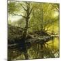 A Wooded River Landscape, 1910-Peder Mork Monsted-Mounted Giclee Print