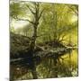 A Wooded River Landscape, 1910-Peder Mork Monsted-Mounted Giclee Print