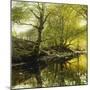 A Wooded River Landscape-Peder Mork Monsted-Mounted Giclee Print