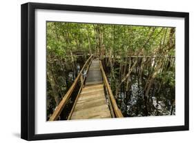 A wooden walkway at a jungle lodge above the Amazon River, Manaus, Brazil-James White-Framed Photographic Print