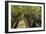 A wooden walkway at a jungle lodge above the Amazon River, Manaus, Brazil-James White-Framed Photographic Print