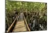 A wooden walkway at a jungle lodge above the Amazon River, Manaus, Brazil-James White-Mounted Photographic Print
