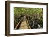 A wooden walkway at a jungle lodge above the Amazon River, Manaus, Brazil-James White-Framed Photographic Print