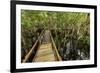 A wooden walkway at a jungle lodge above the Amazon River, Manaus, Brazil-James White-Framed Photographic Print