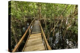 A wooden walkway at a jungle lodge above the Amazon River, Manaus, Brazil-James White-Stretched Canvas