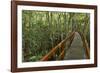 A wooden walkway at a jungle lodge above the Amazon River, Manaus, Brazil-James White-Framed Photographic Print