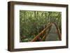 A wooden walkway at a jungle lodge above the Amazon River, Manaus, Brazil-James White-Framed Photographic Print