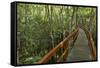 A wooden walkway at a jungle lodge above the Amazon River, Manaus, Brazil-James White-Framed Stretched Canvas