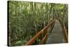 A wooden walkway at a jungle lodge above the Amazon River, Manaus, Brazil-James White-Stretched Canvas