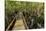 A wooden walkway at a jungle lodge above the Amazon River, Manaus, Brazil-James White-Stretched Canvas