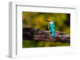 A woodland kingfisher with prey in its bill. Chobe River, Chobe National Park, Kasane, Botswana.-Sergio Pitamitz-Framed Photographic Print