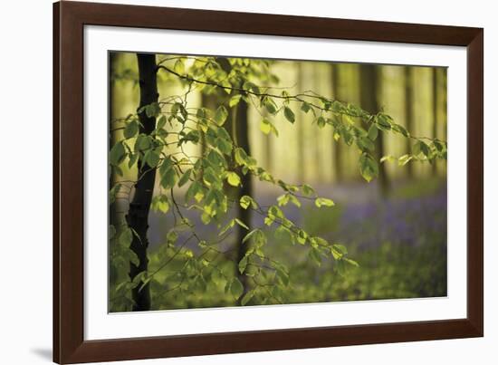 A Woodland Passage-Wild Wonders of Europe-Framed Giclee Print