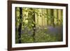 A Woodland Passage-Wild Wonders of Europe-Framed Giclee Print